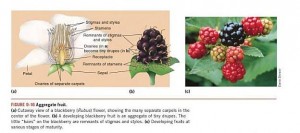 berries debate